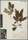 Foto von Salix appendiculata Vill.